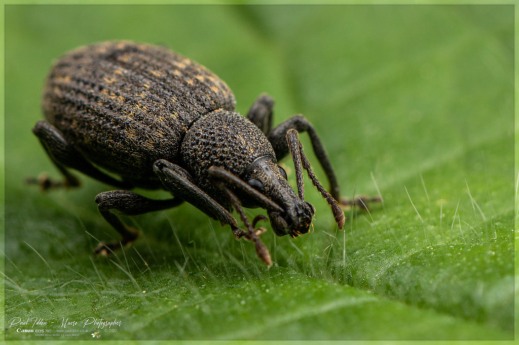 Weevil_May_1_4k_1800-XL.jpg