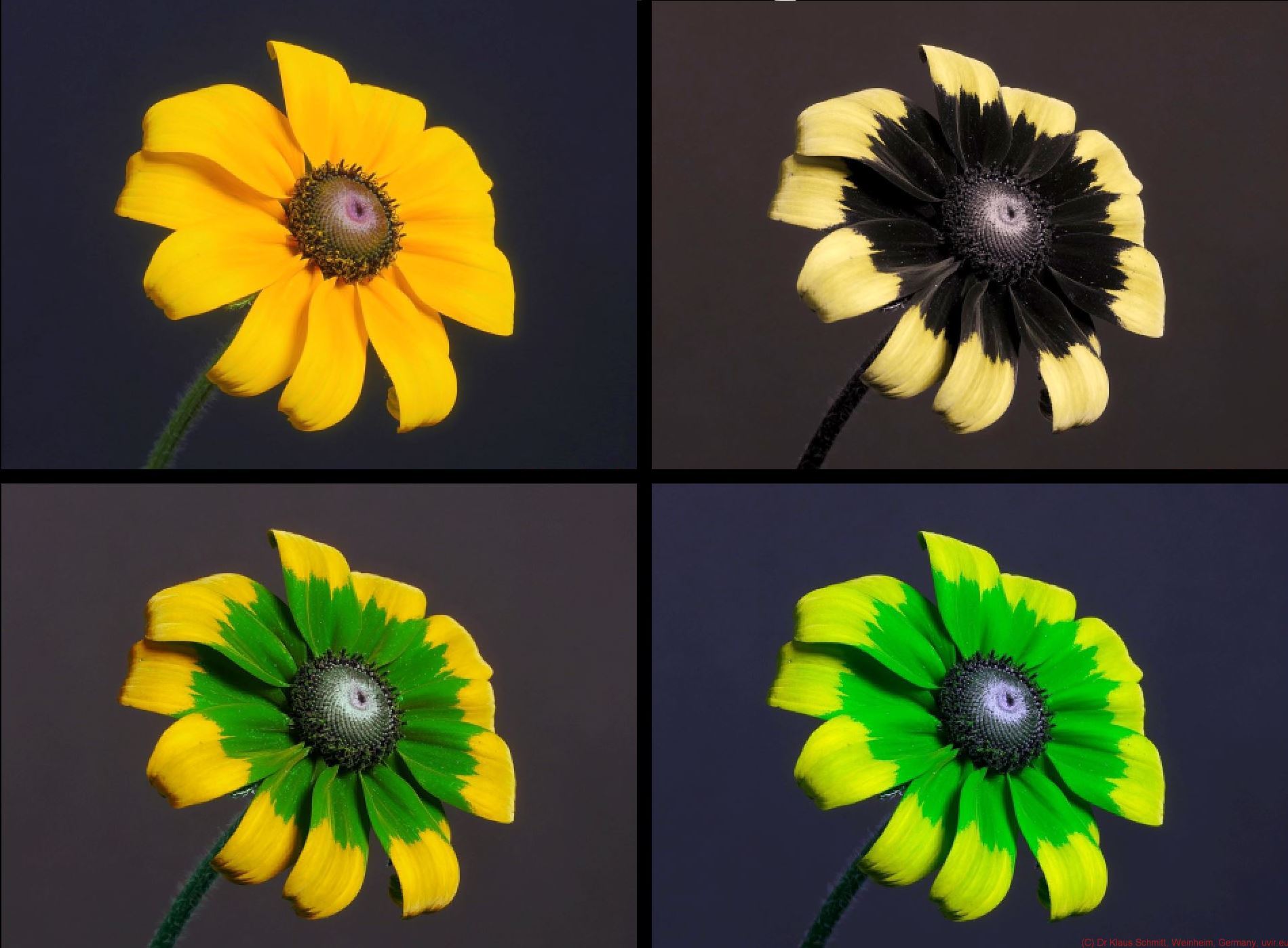 169672878.iKSdAUvS.Rudbeckia__0561_c.jpg