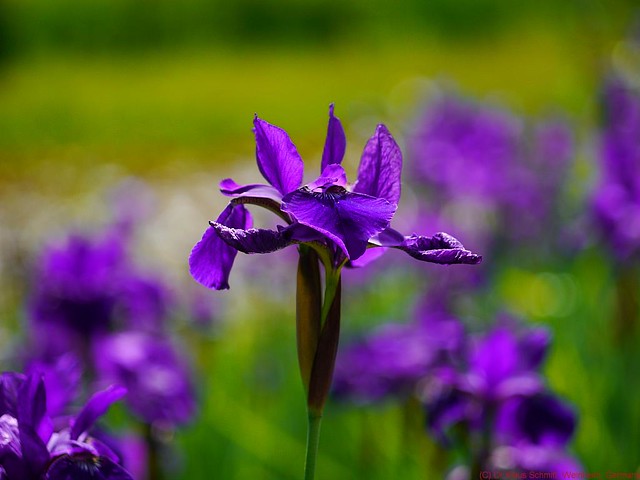 5703399386_a32b0257ff_z.jpg