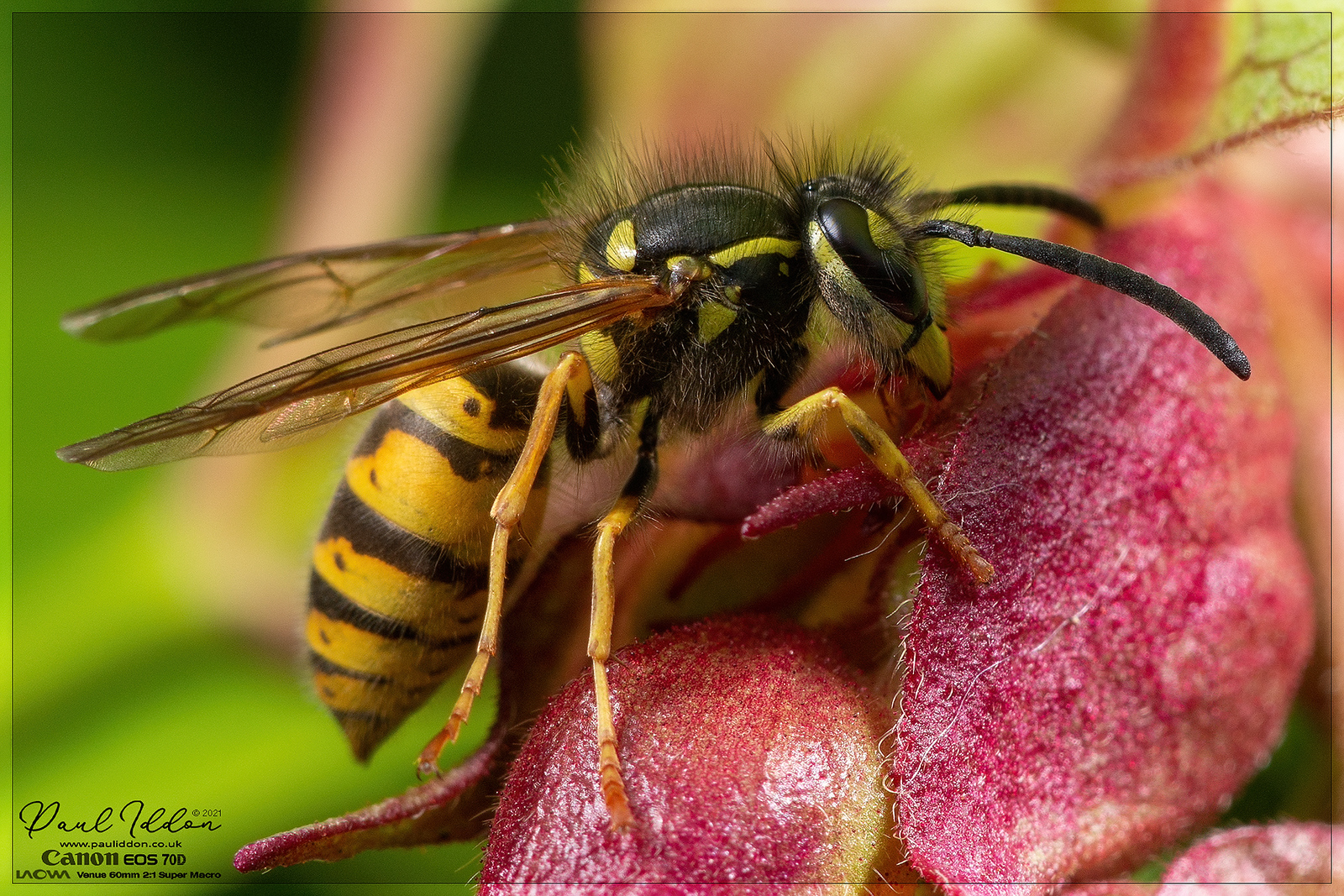 wasp_lyc_09_4k_1800-X3.jpg