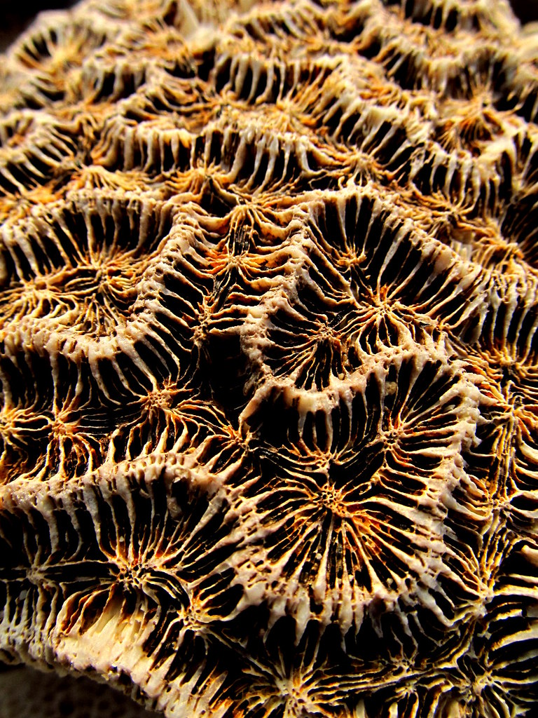 34341717712_43a39358c3_b.jpg[