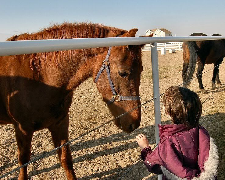 HorseDessaresized.jpg