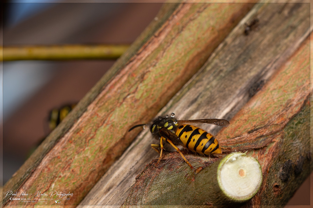 wasp_aphid_f_4k_1800-XL.jpg