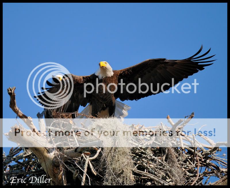 PIC_9602copy.jpg