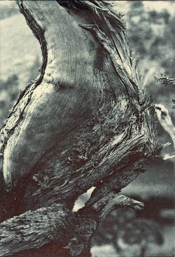 522672248_572ae116c3.jpg