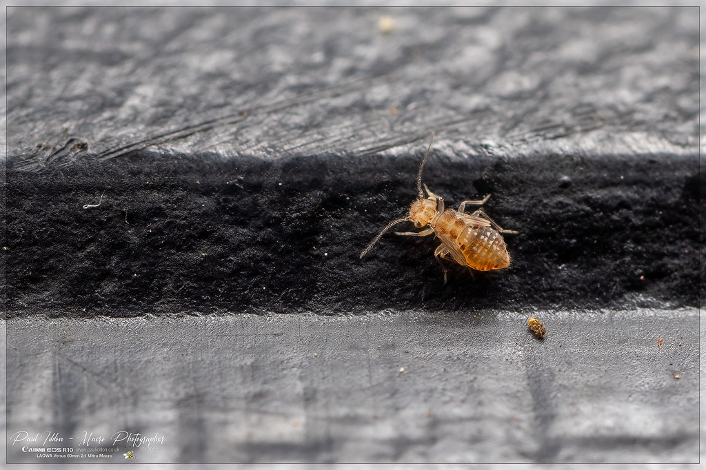 bugthing_4k_1800a-XL.jpg