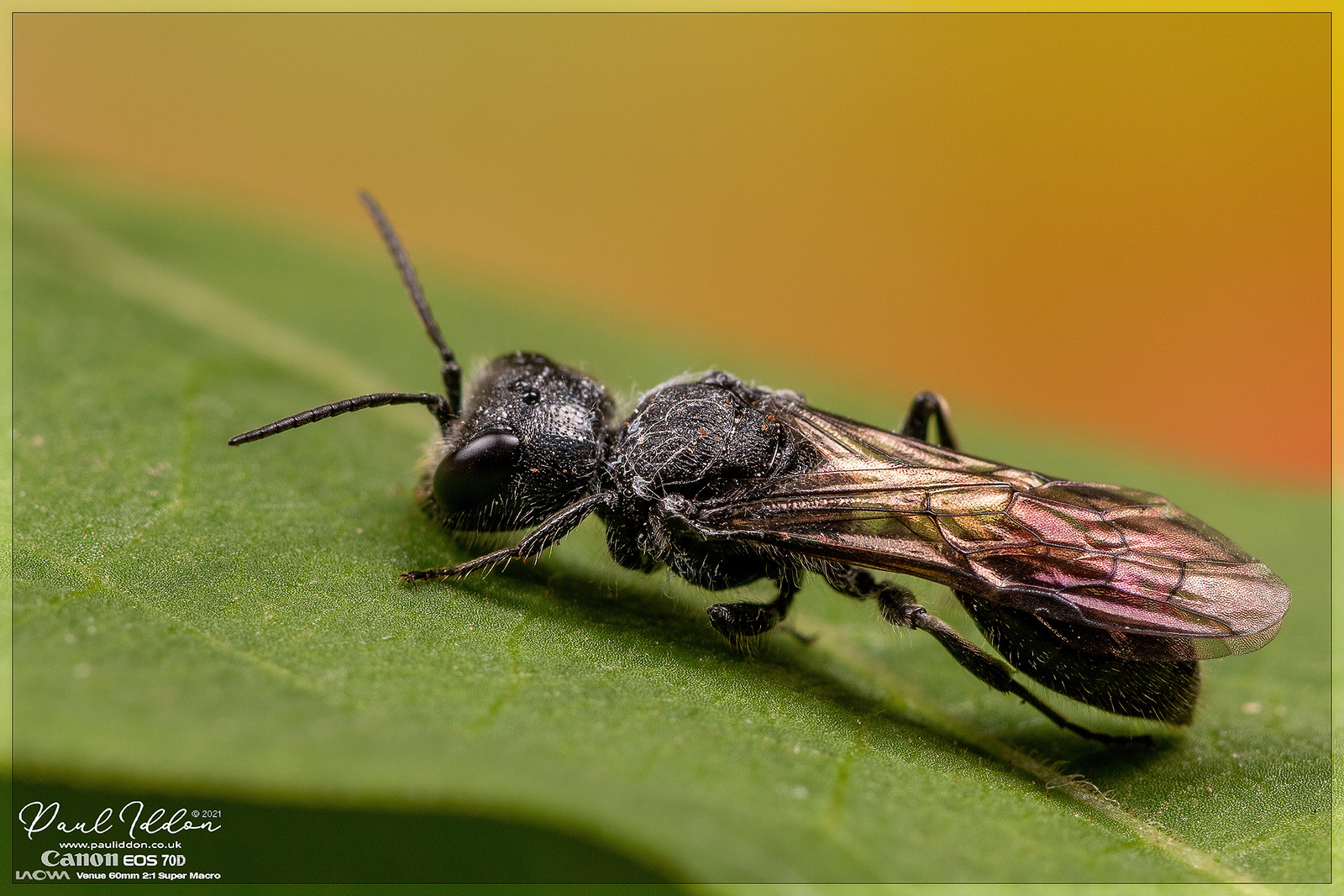 winged02_4k_1800-X3.jpg