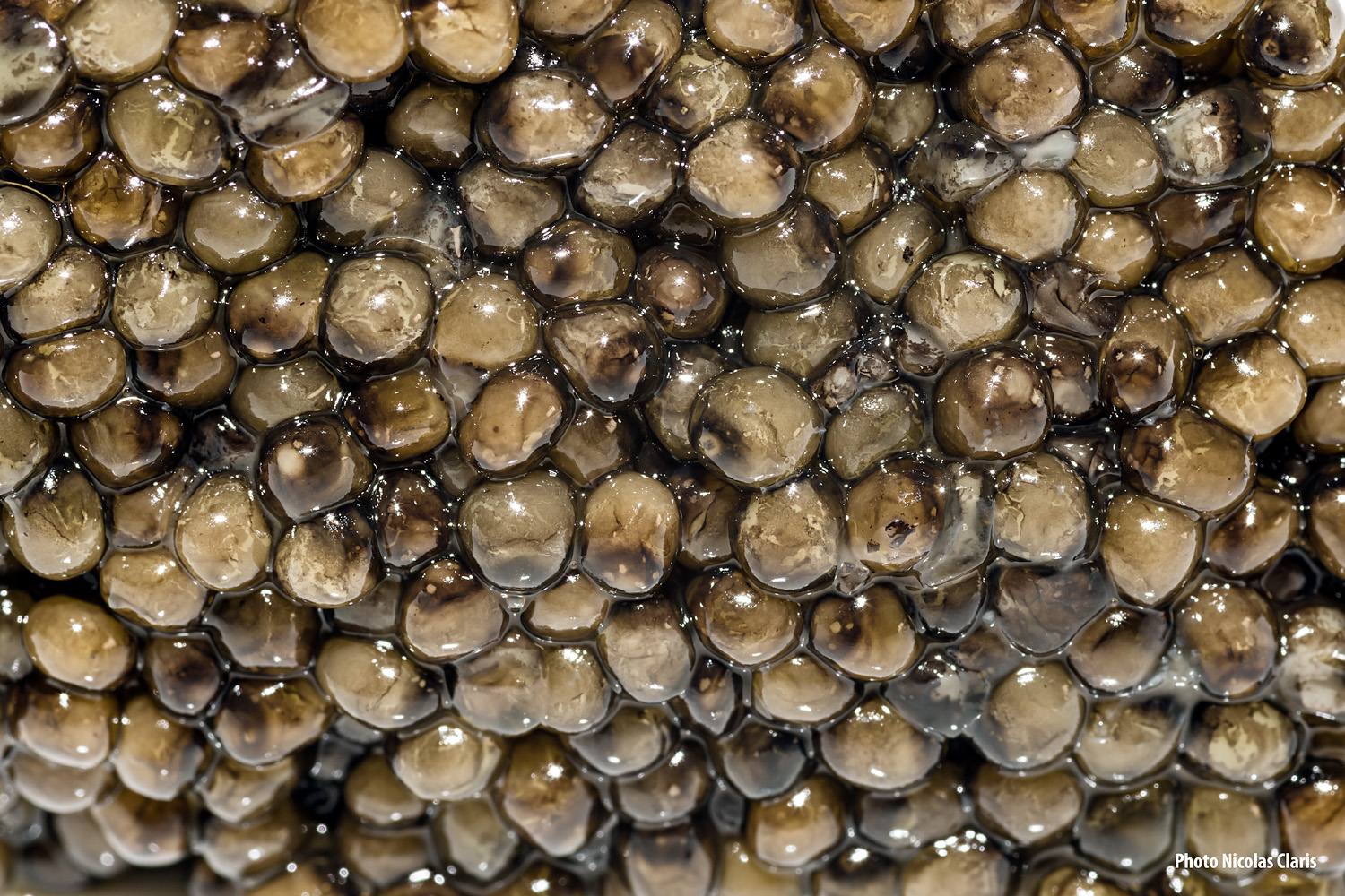 Caviar_NCZ6114-Caviar-1500px.jpg