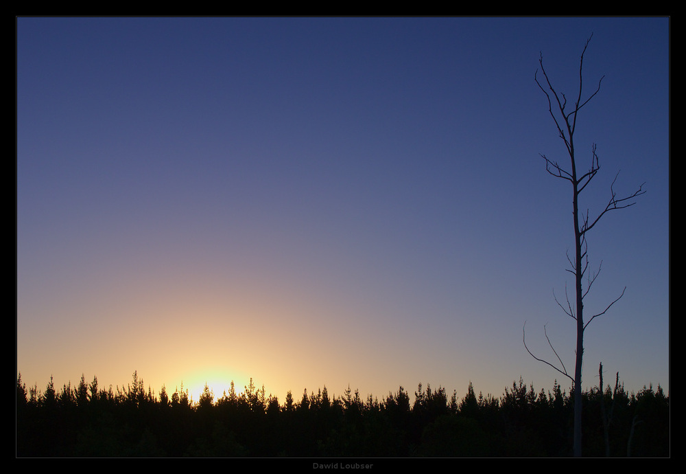 sentinel_tree__sunset_by_philosomatographer-d5vt98d.jpg