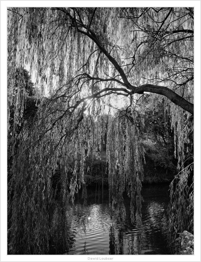willow_by_the_riverside_by_philosomatographer-d6153ps.jpg