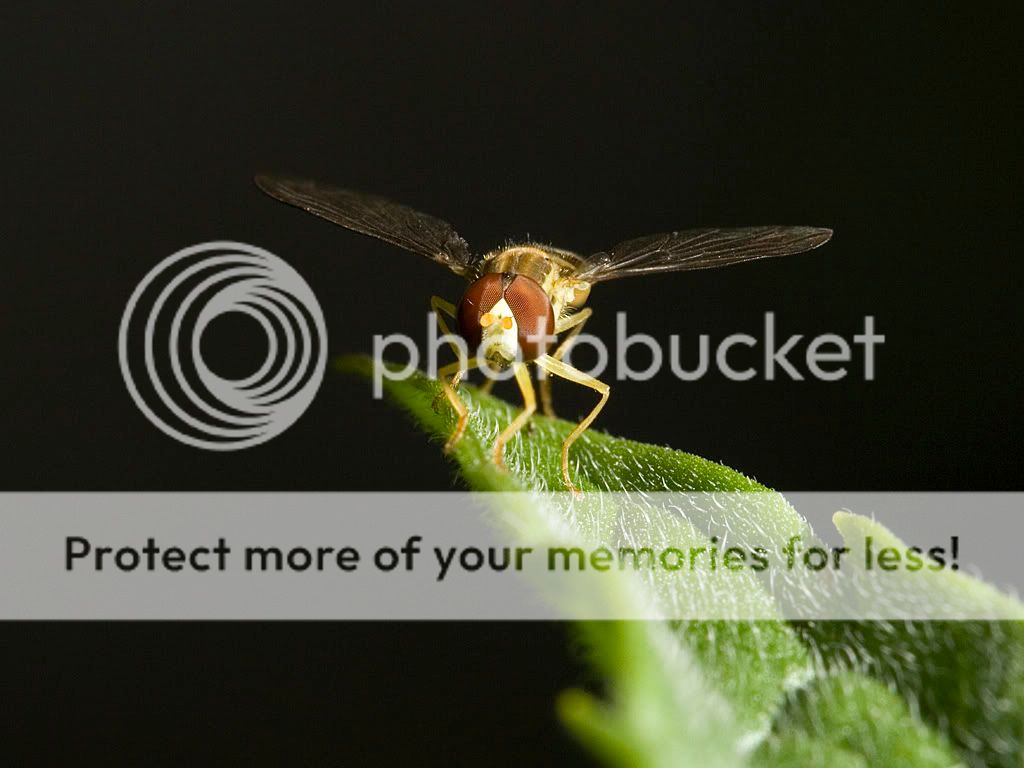 Hoverfly_crop_IMG_9807.jpg