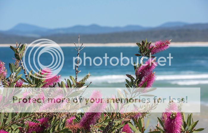 Merimbula%20with%20Callistemon%20violaceae%20screen%20size_zpsxwj44mby.jpg