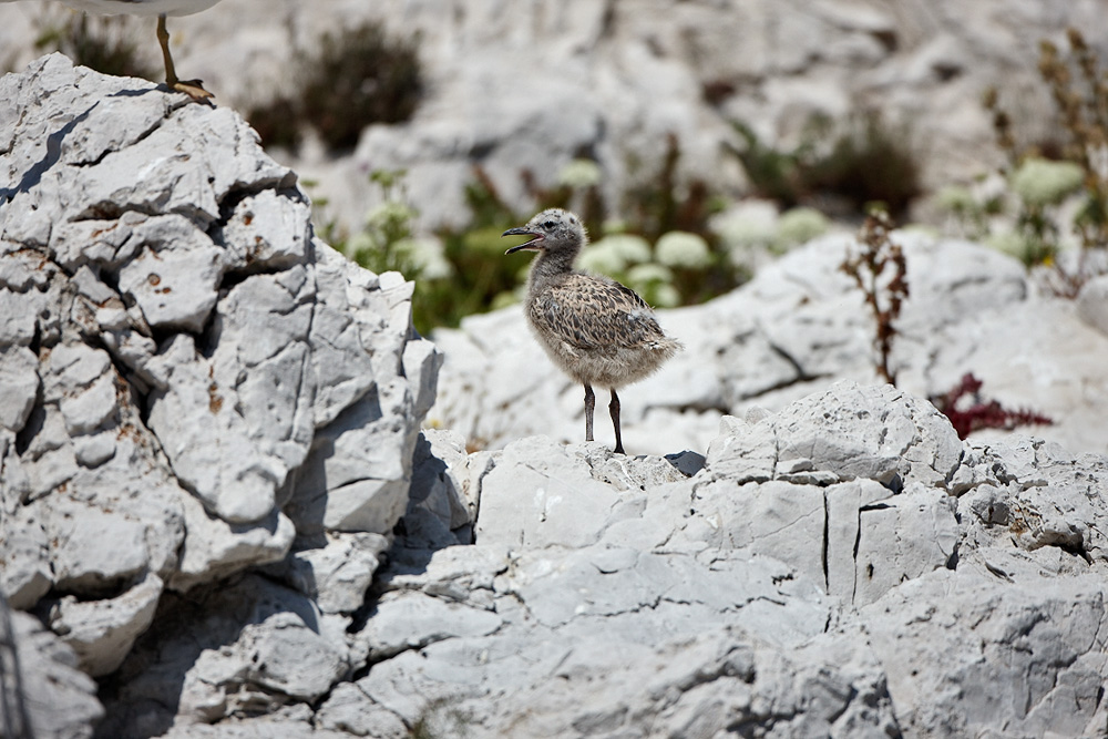 _45R4207_seagull.jpg