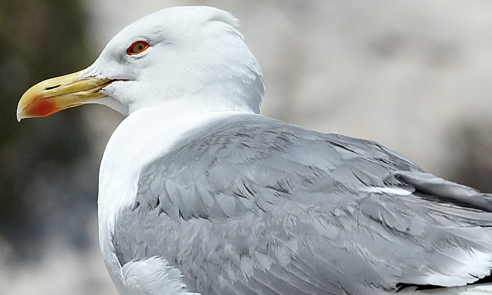 _45R4214_seagull_crop.jpg