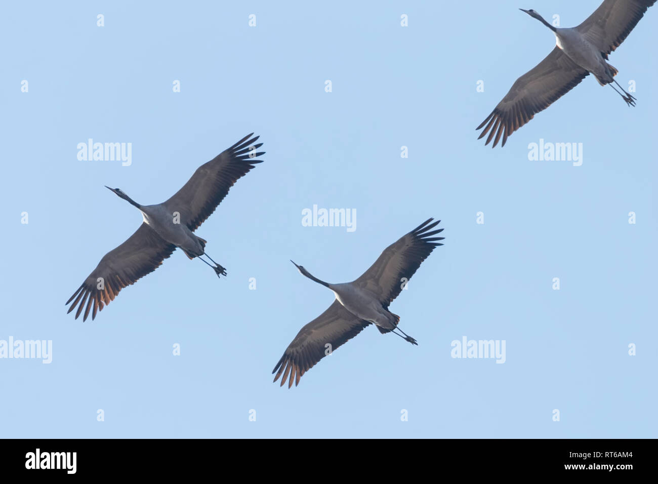 Grues Cendrées en vol, le ciel est bleu (Grus grus) migration Photo Stock -  Alamy