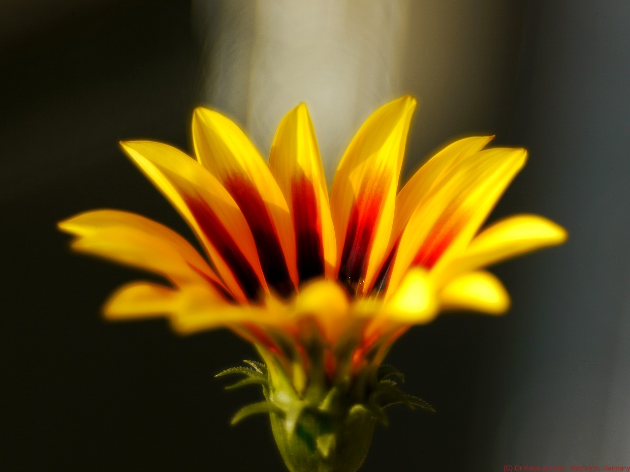 15240072069_cbaae9250b_o.jpg