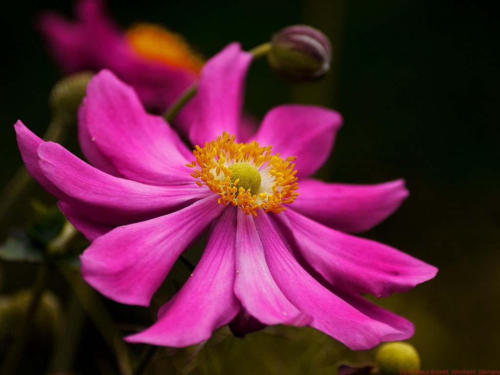 15002420199_c5d0d0e554_b.jpg