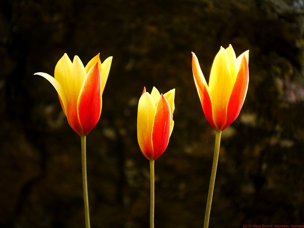 13840414225_a7eced0fa8_b.jpg