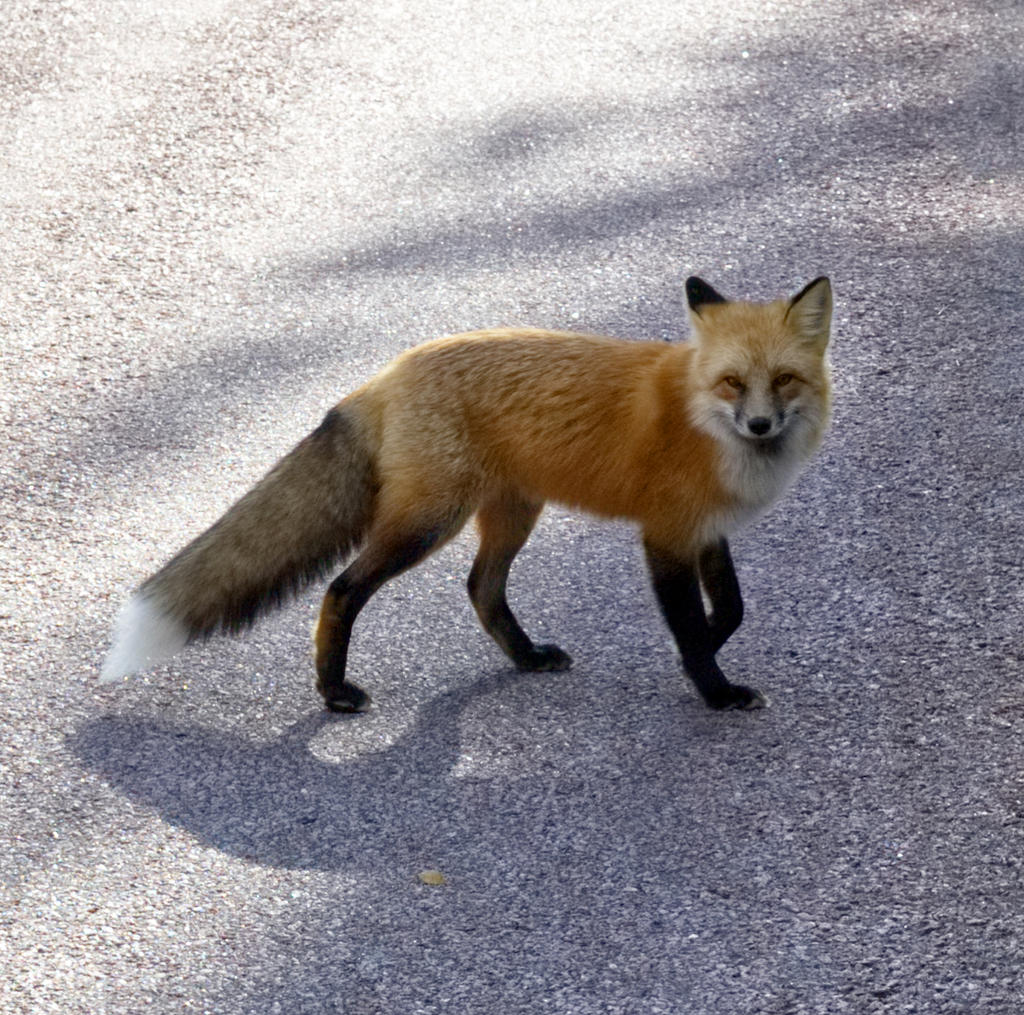 fox_by_rufusthered-dcqrp6x.jpg