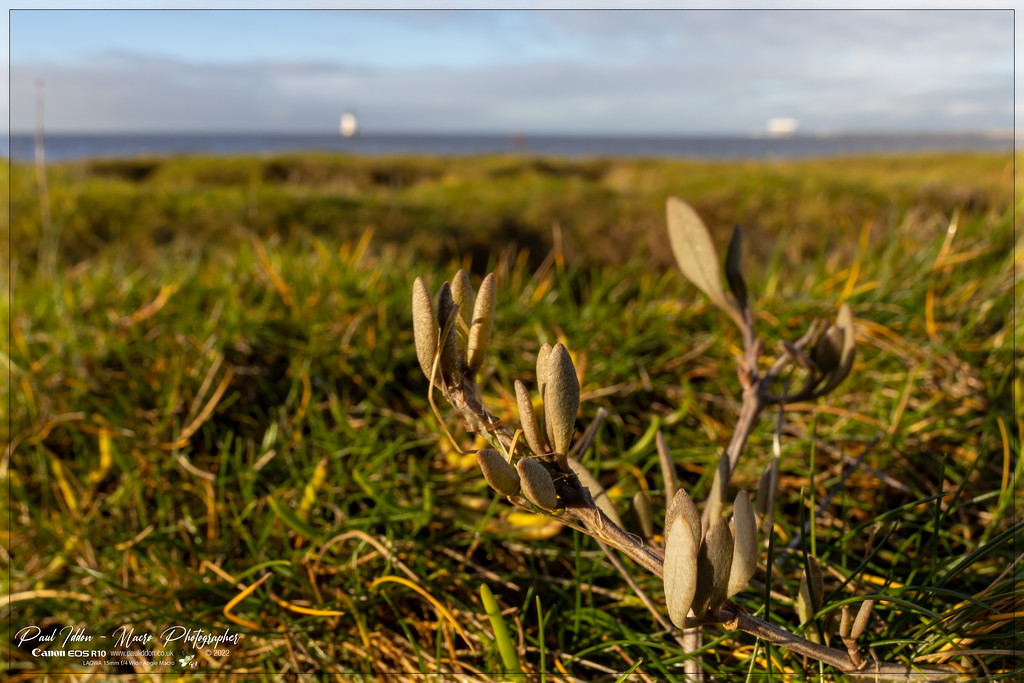 weeds_sea_a_4k-XL.jpg