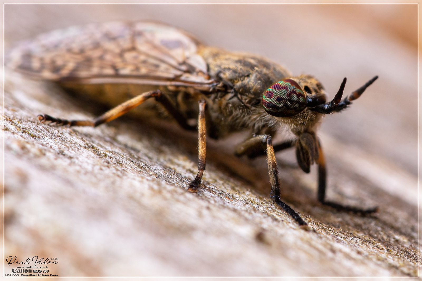 horseflyfence2_4k_1800-X3.jpg