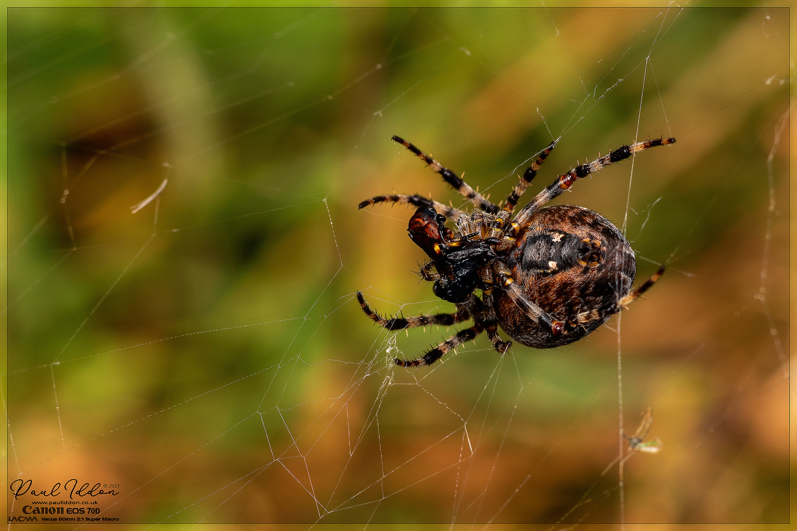 15mm_spider_prey_01_4k_1800-X3.jpg