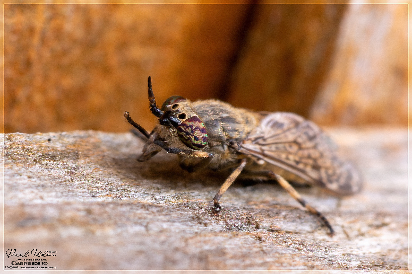 horseflyfence3_4k_1800-X3.jpg