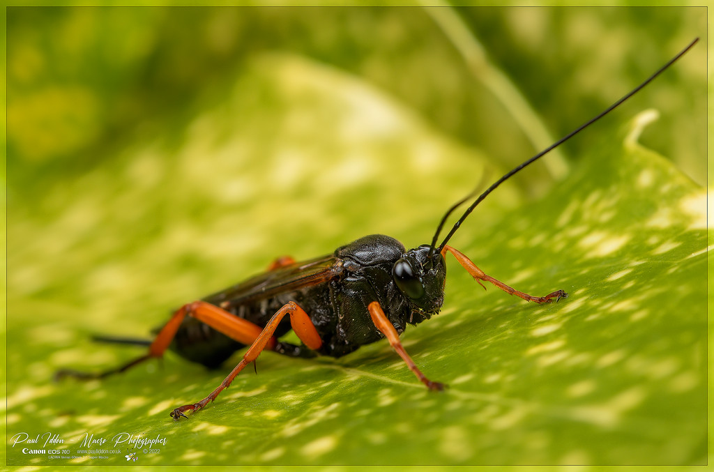 pimpla_rufipes_d_4k_1800-XL.jpg