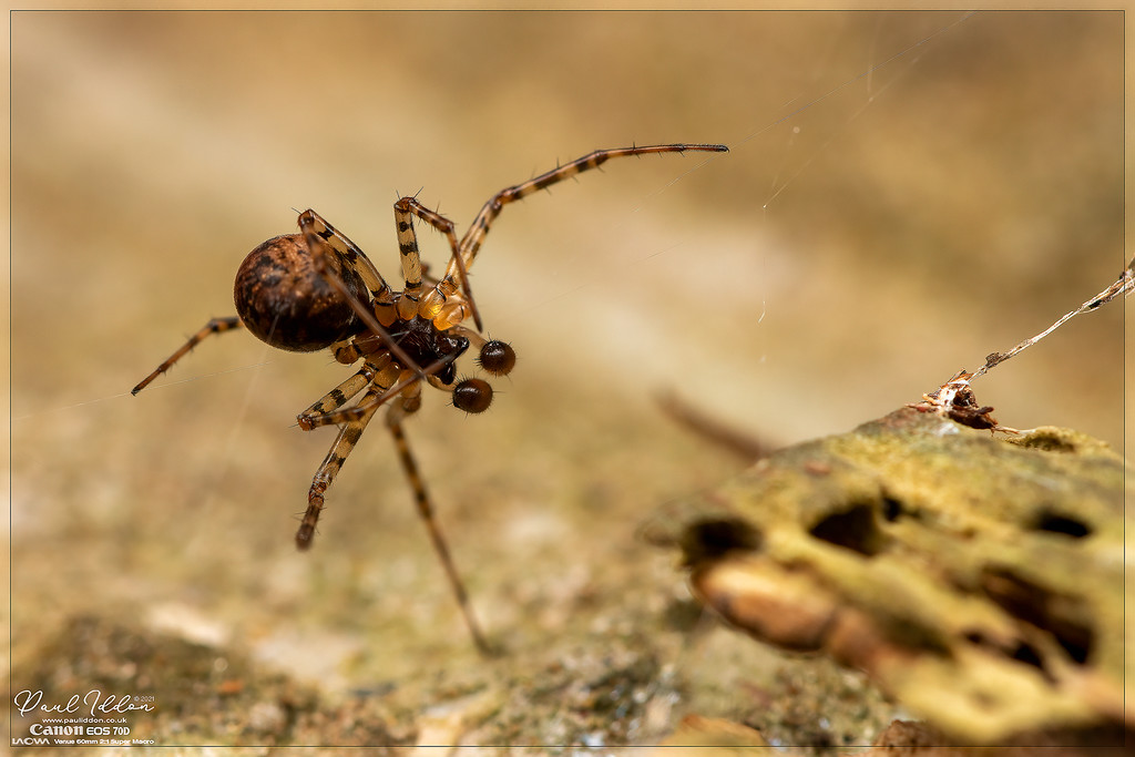 malespiderfence03_4k_1800-XL.jpg