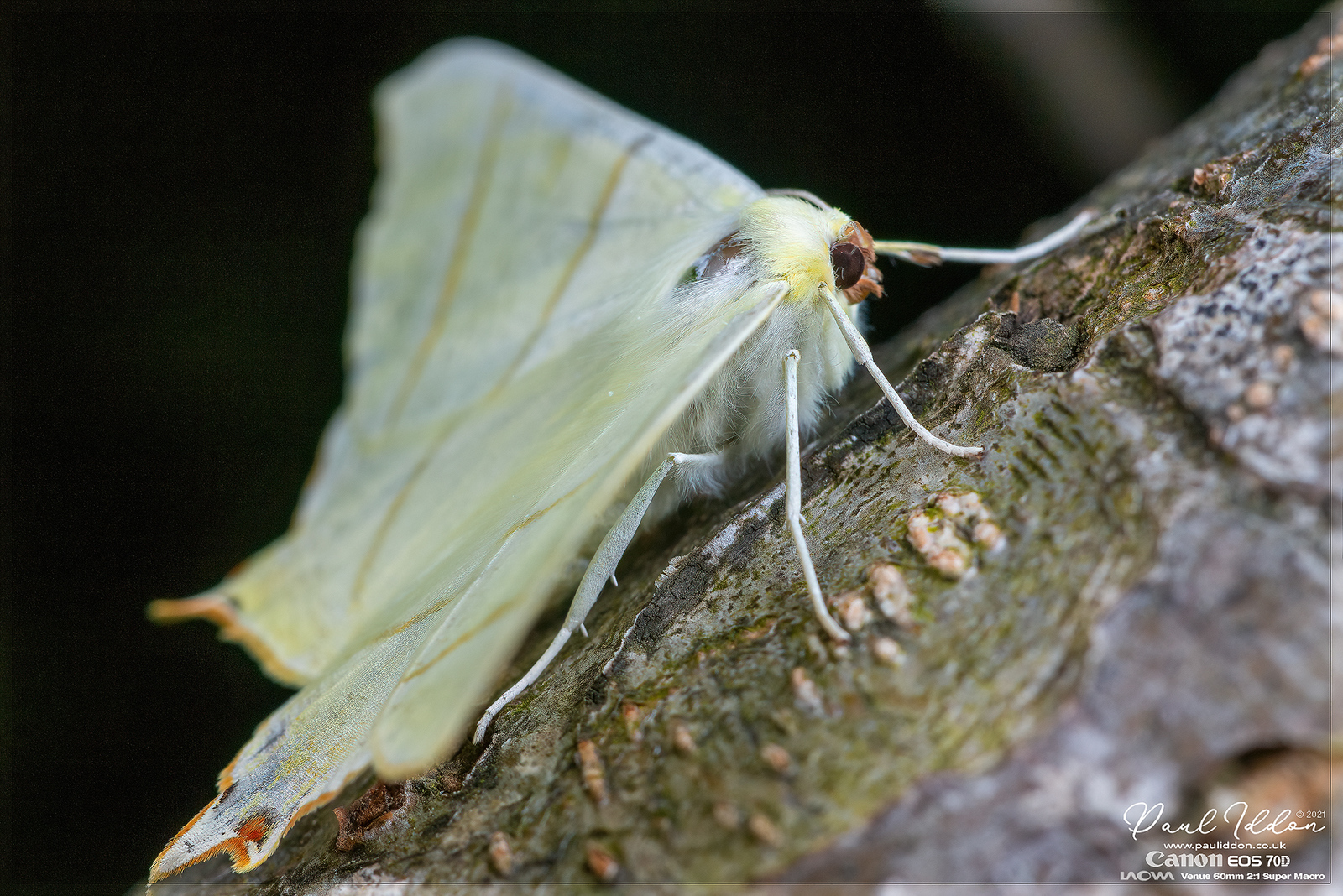 swallowtail01_4k_1800-X3.jpg