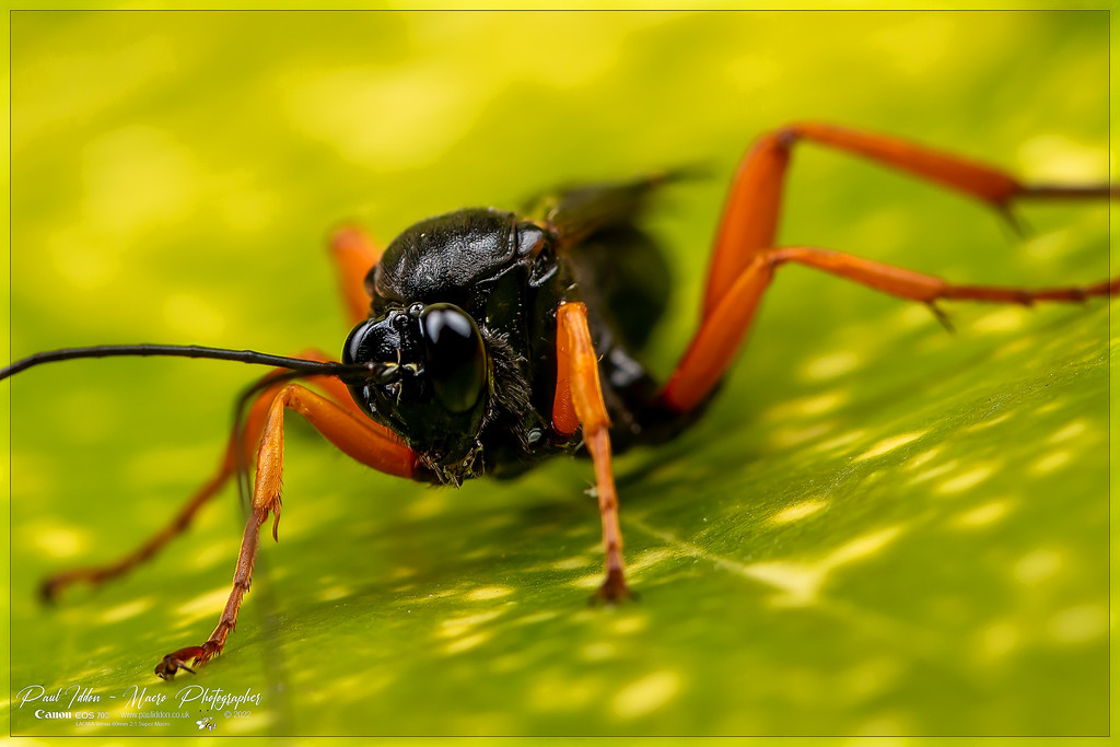 pimpla_rufipes_g_4k_1800-XL.jpg