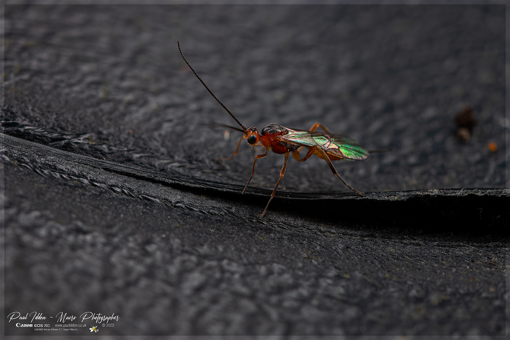 parastic_wasp_unknown_a_4k_1800-XL.jpg