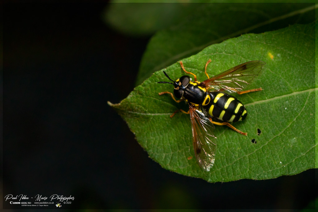 Chrysotoxum%20festivum_c_4k_1800-XL.jpg