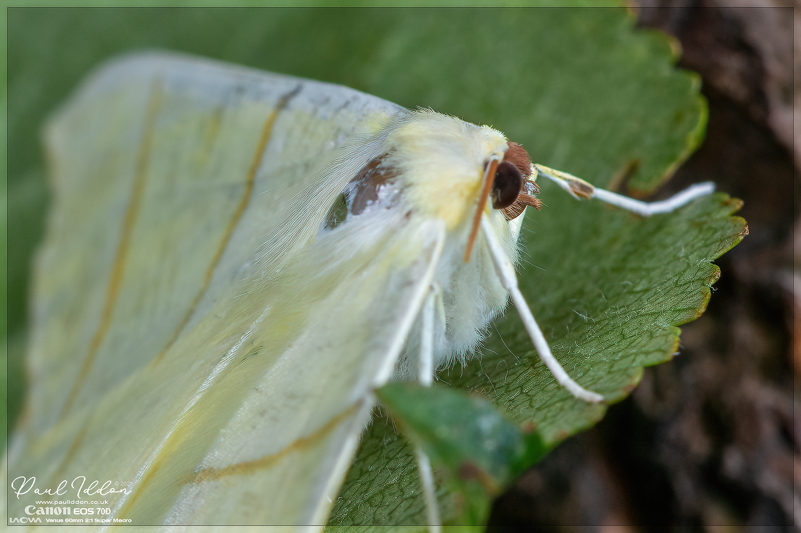 swallowtail03_4k_1800-X3.jpg