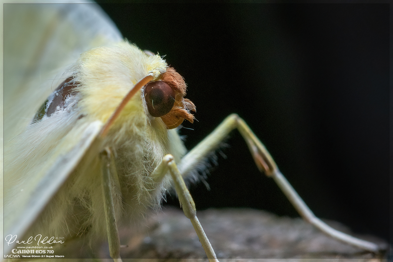 swallowtail04_4k_1800-X3.jpg