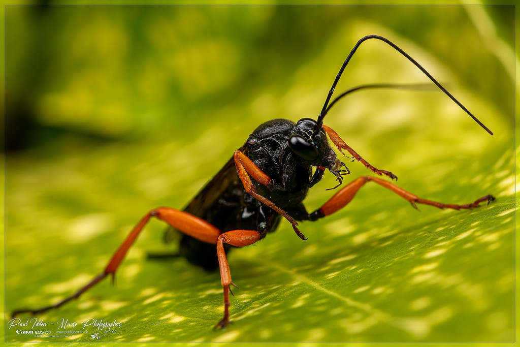 pimpla_rufipes_f_4k_1800-XL.jpg