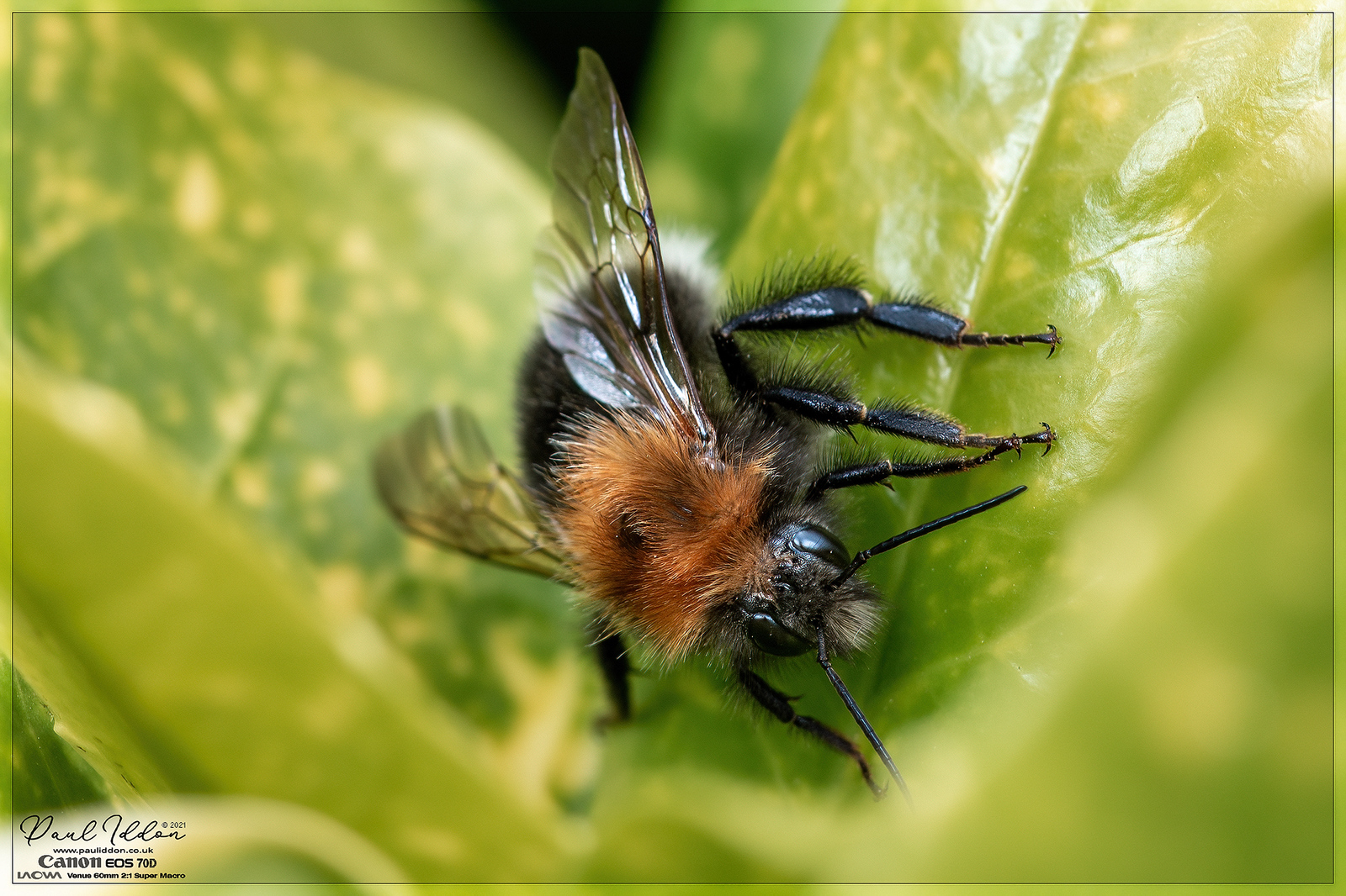 Bee101_4k_1800-X3.jpg