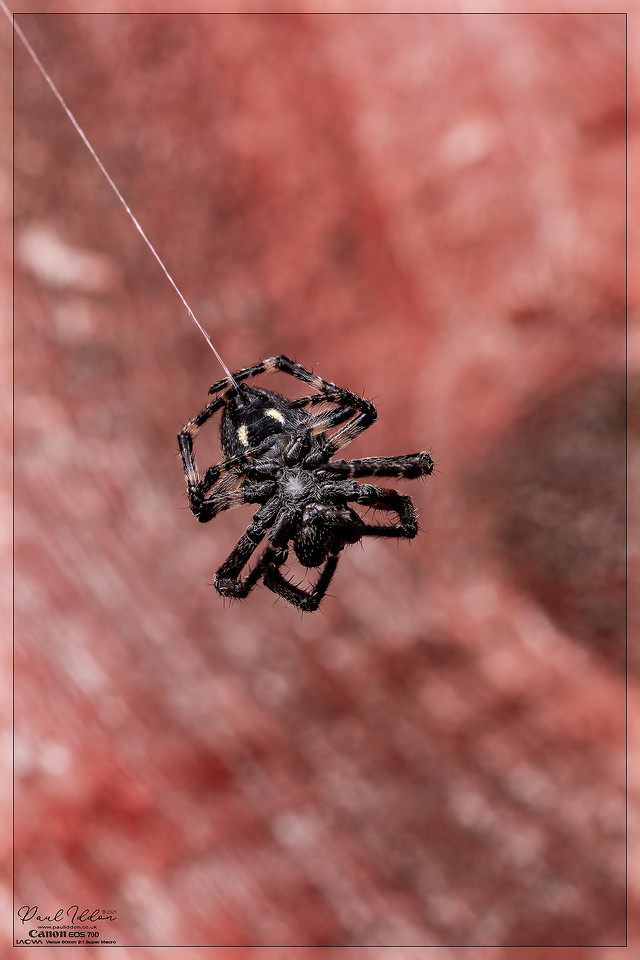 spiderman03_1400-X2.jpg