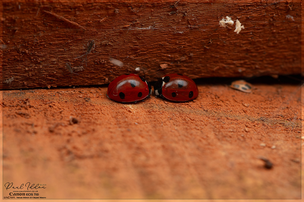 xmas_ladybirds_4k_1800-XL.jpg