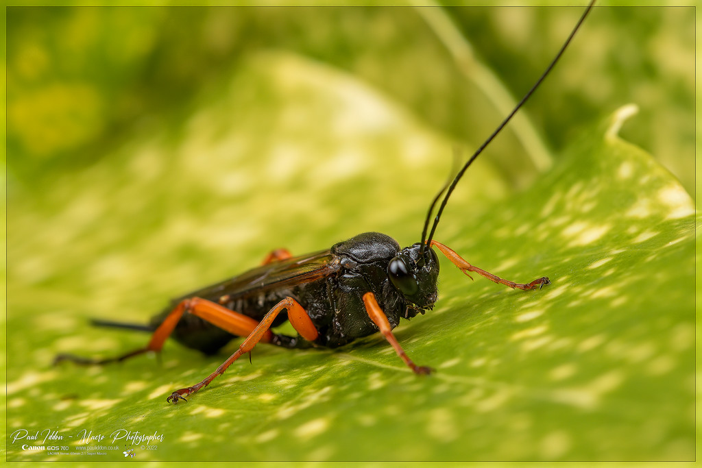 pimpla_rufipes_c_4k_1800-XL.jpg