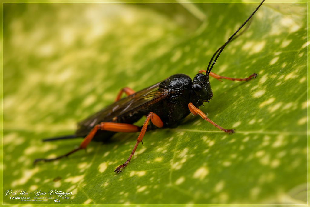 pimpla_rufipes_b_4k_1800-XL.jpg