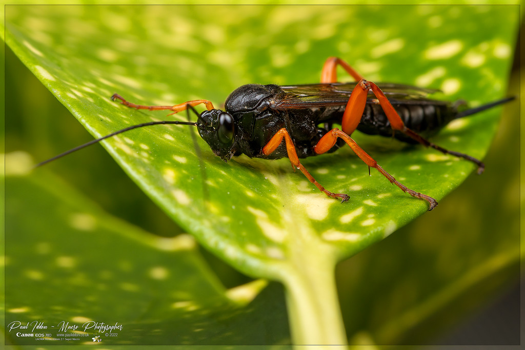 pimpla_rufipes_a_4k_1800-XL.jpg