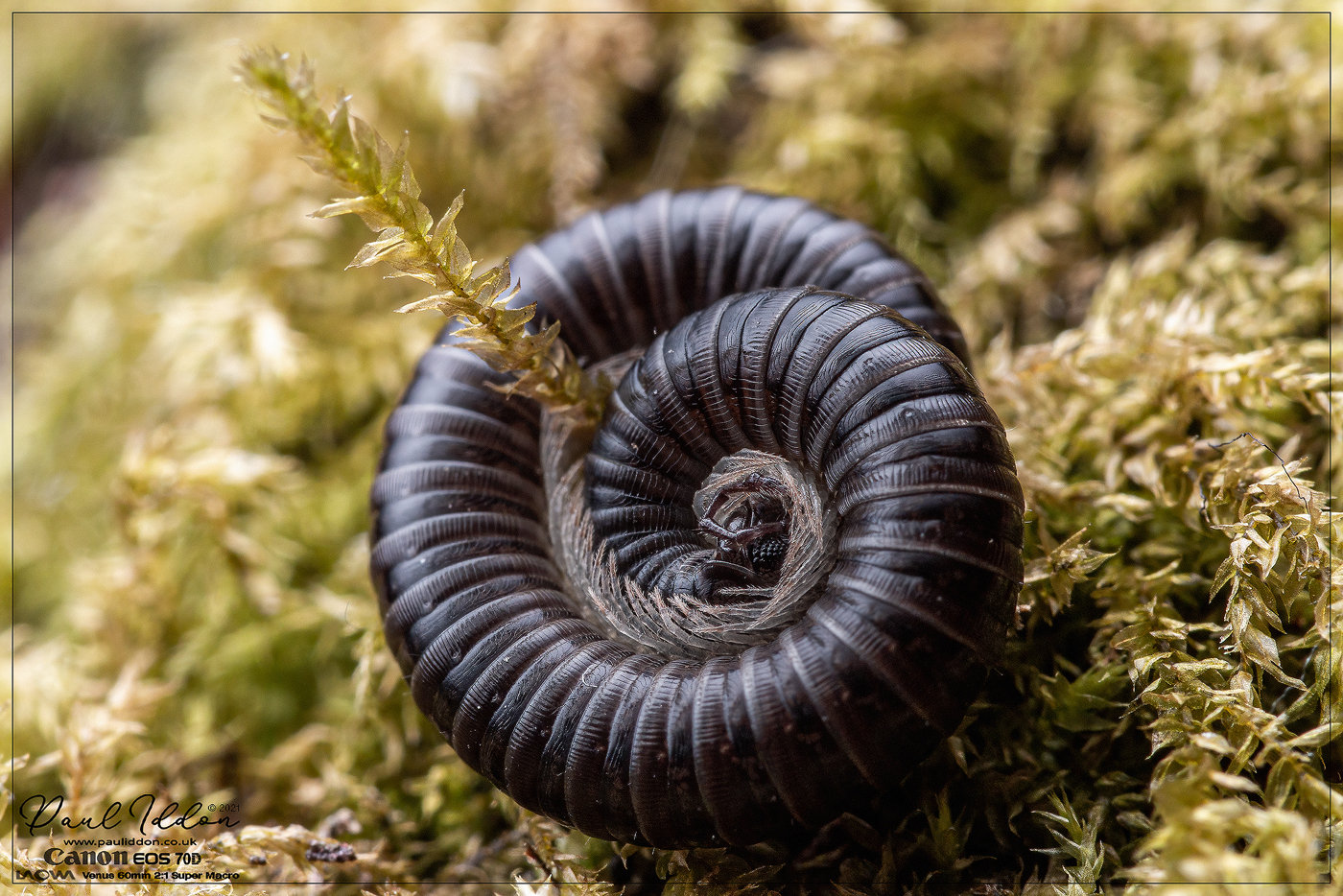 black_millipede_02_4k_1400.jpg