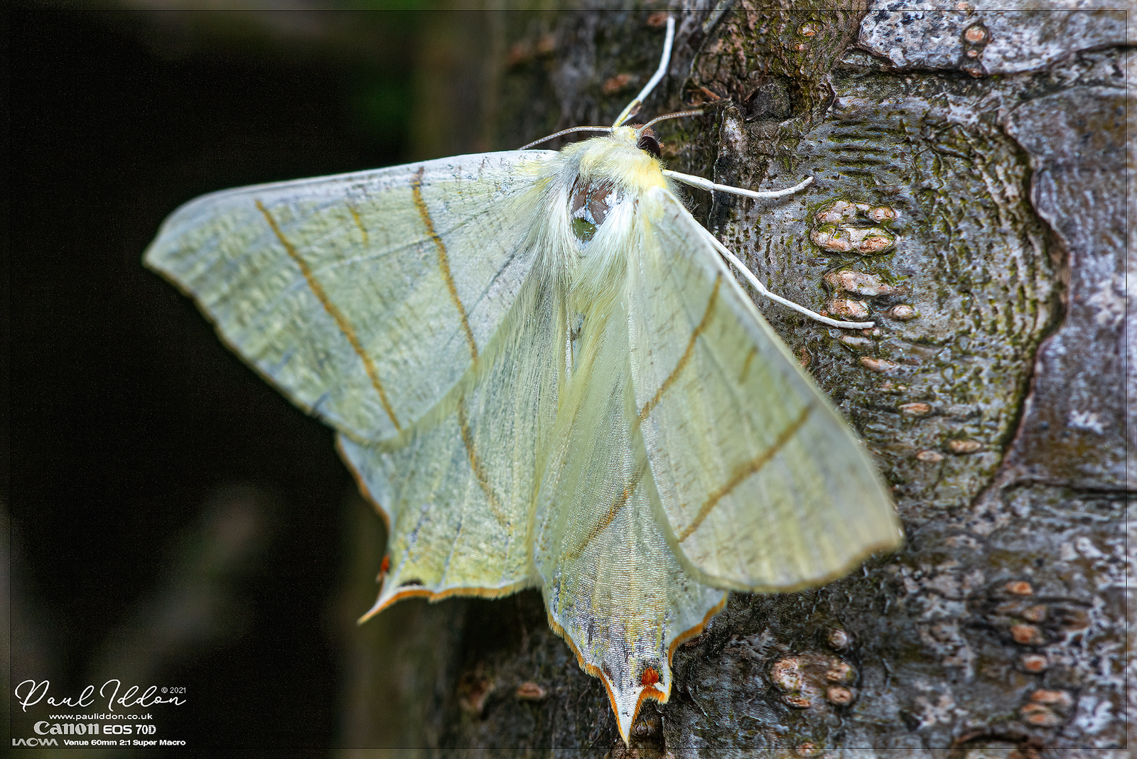 swallowtail06_4k_1800-X3.jpg