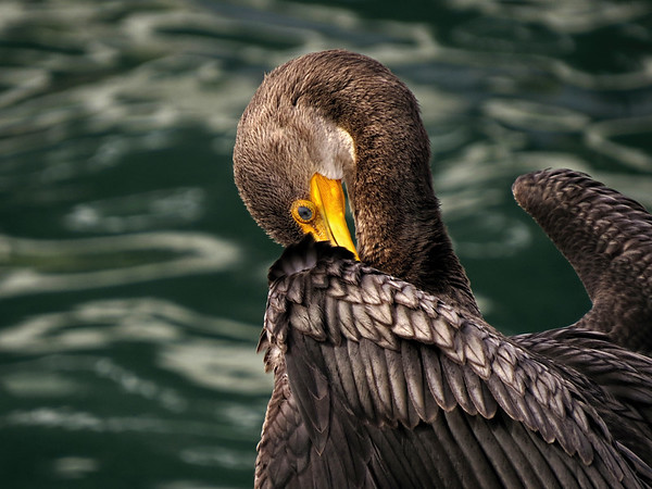 cormorants2016-M.jpg