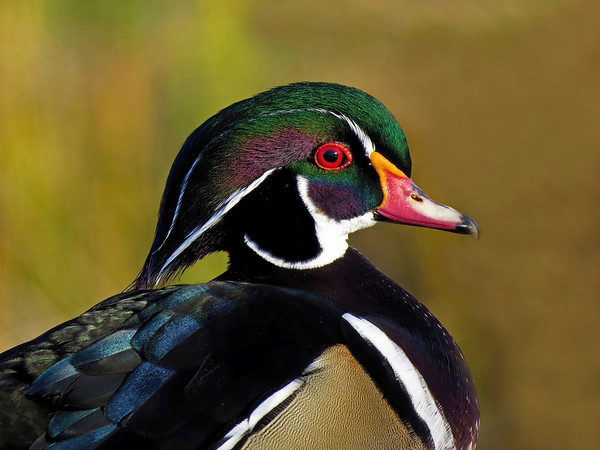 woodducks2016britton-M.jpg