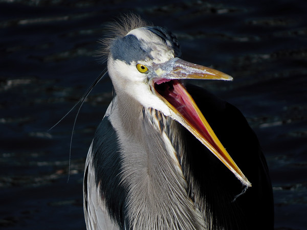 Great%20Blue%20Heron%20Tony%20Britton%202014-M.jpg