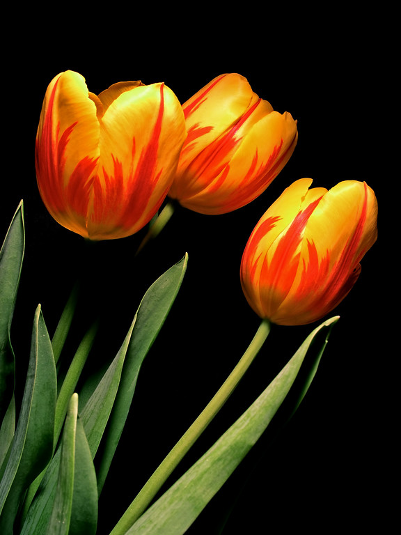 tulips2017-XL.jpg