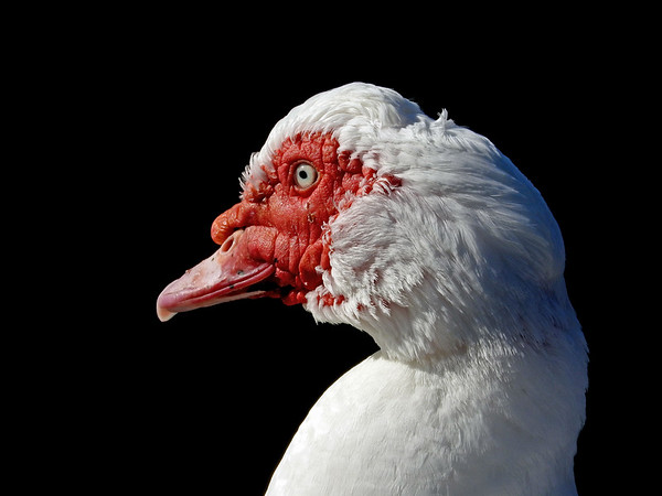 muscovy2016-M.jpg