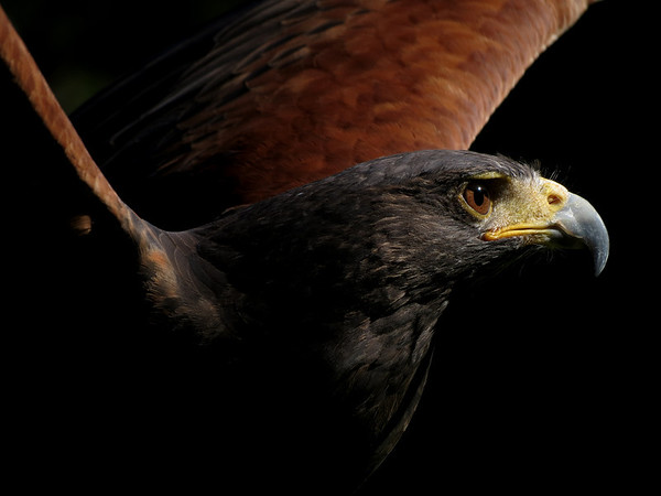 canon%20hawks%202012%20%283%29-M.jpg